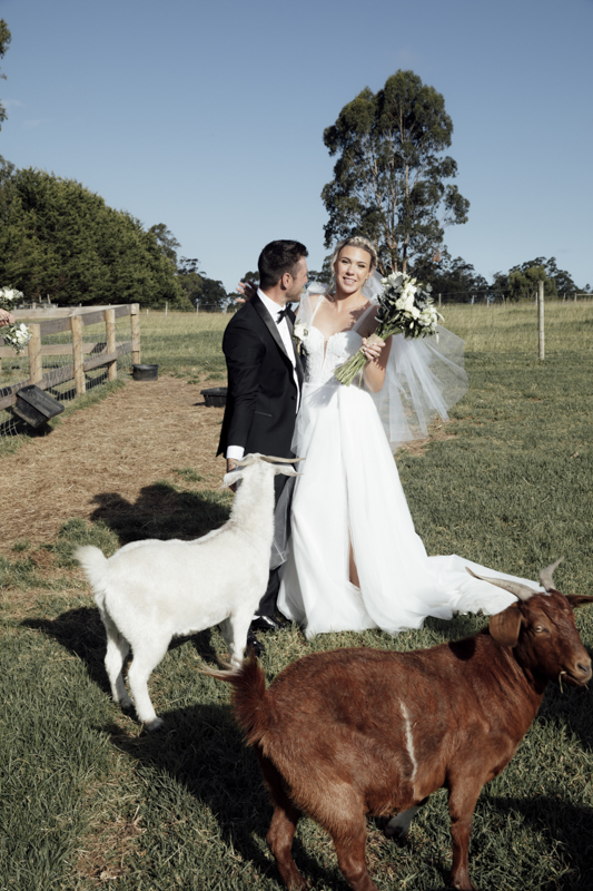 A colour image of a bride and groom having professional wedding photos taken at eight acres lakes entrance on their wedding day with some goats.