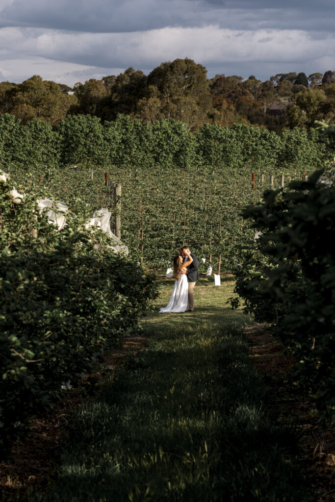 Colour image of a couple in the orchard at DV Cider. they are surrounded by trees in blossom at golden hour they are embracing one another and the groom is kissing her on the forehead. The bride hair is down and she is in a white gown